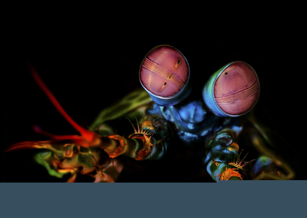 A no Bones Mantis Shrimp in deep ocean