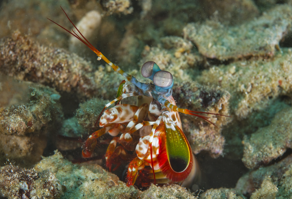 A Mantis Shrimp in the ocean