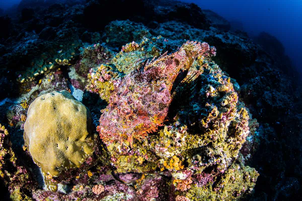 A stonefish in the ocean