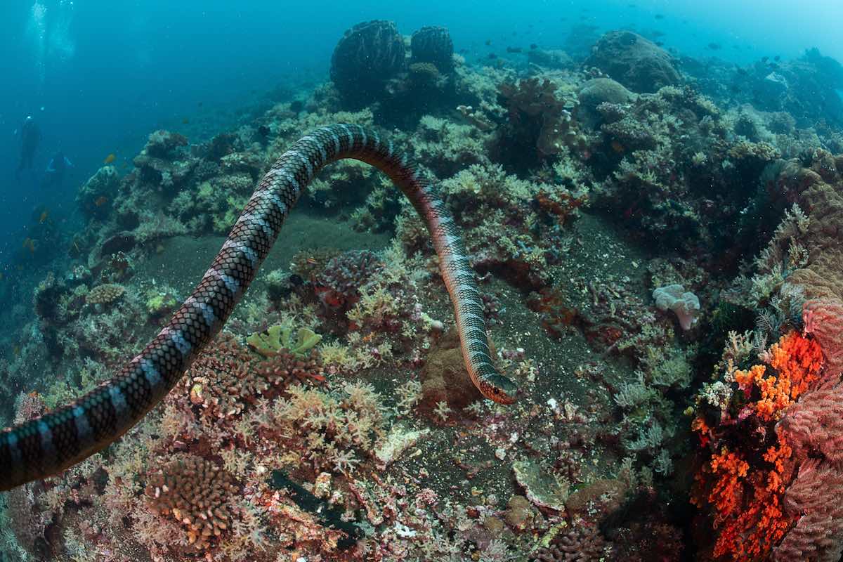 Sea Snake in the ocean