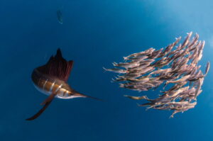 A Sailfish attacks its prey in the ocean