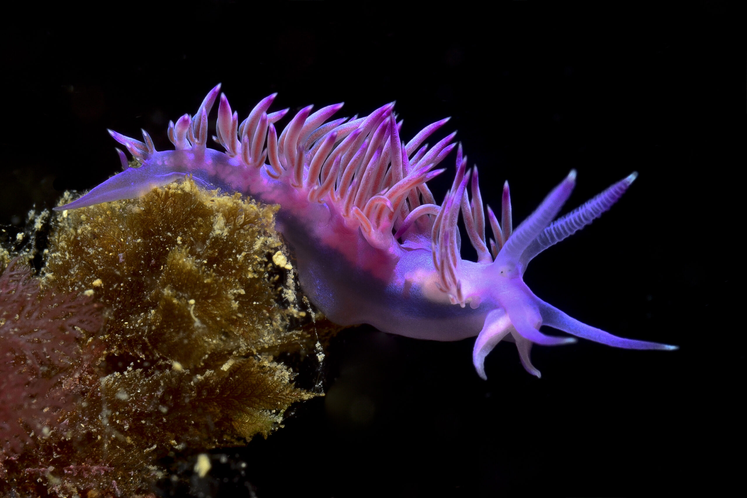 A pink Sea Slug in the ocean