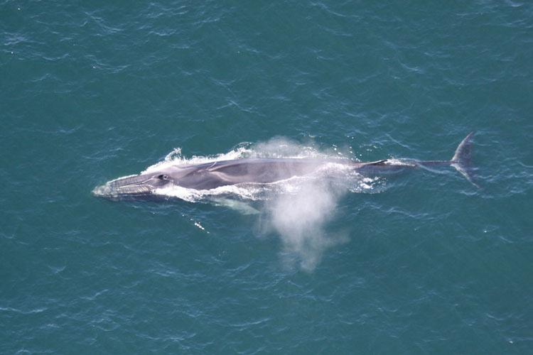 Overhead shot of fin whale at ocean surface