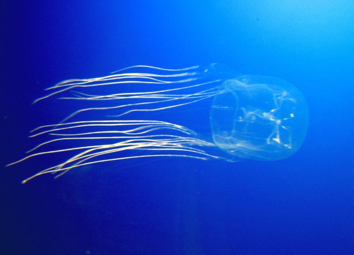 A Box Jellyfish swims in the ocean