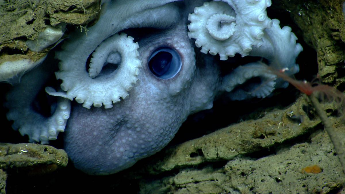 10 Ink-credible Octopus Photos - Ocean Conservancy