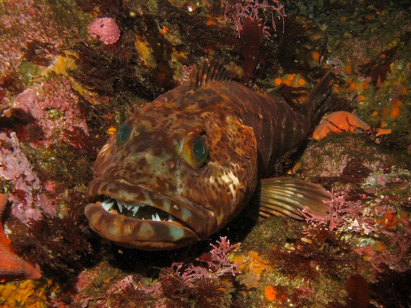 Smile! 3 Fish with Weird Teeth - Ocean Conservancy