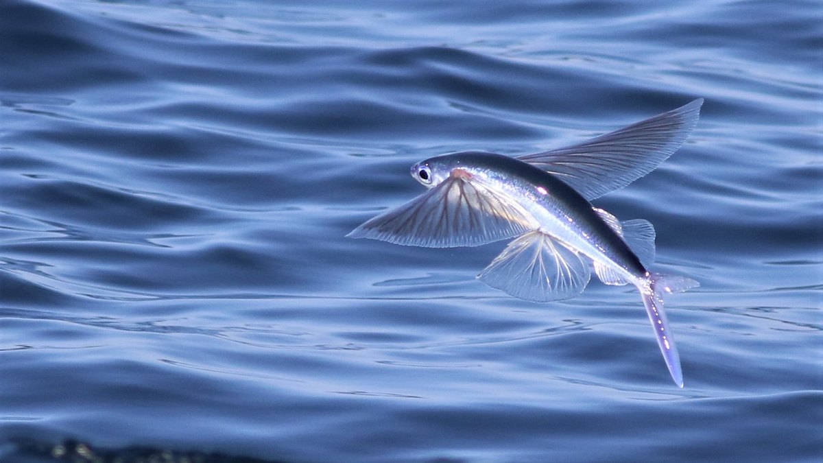 Soaring Through The Skies: The Fascinating World Of Fish That Fly