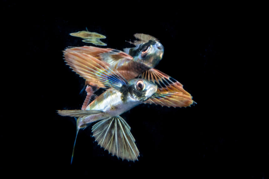 A Flying Fish in dark ocean waters