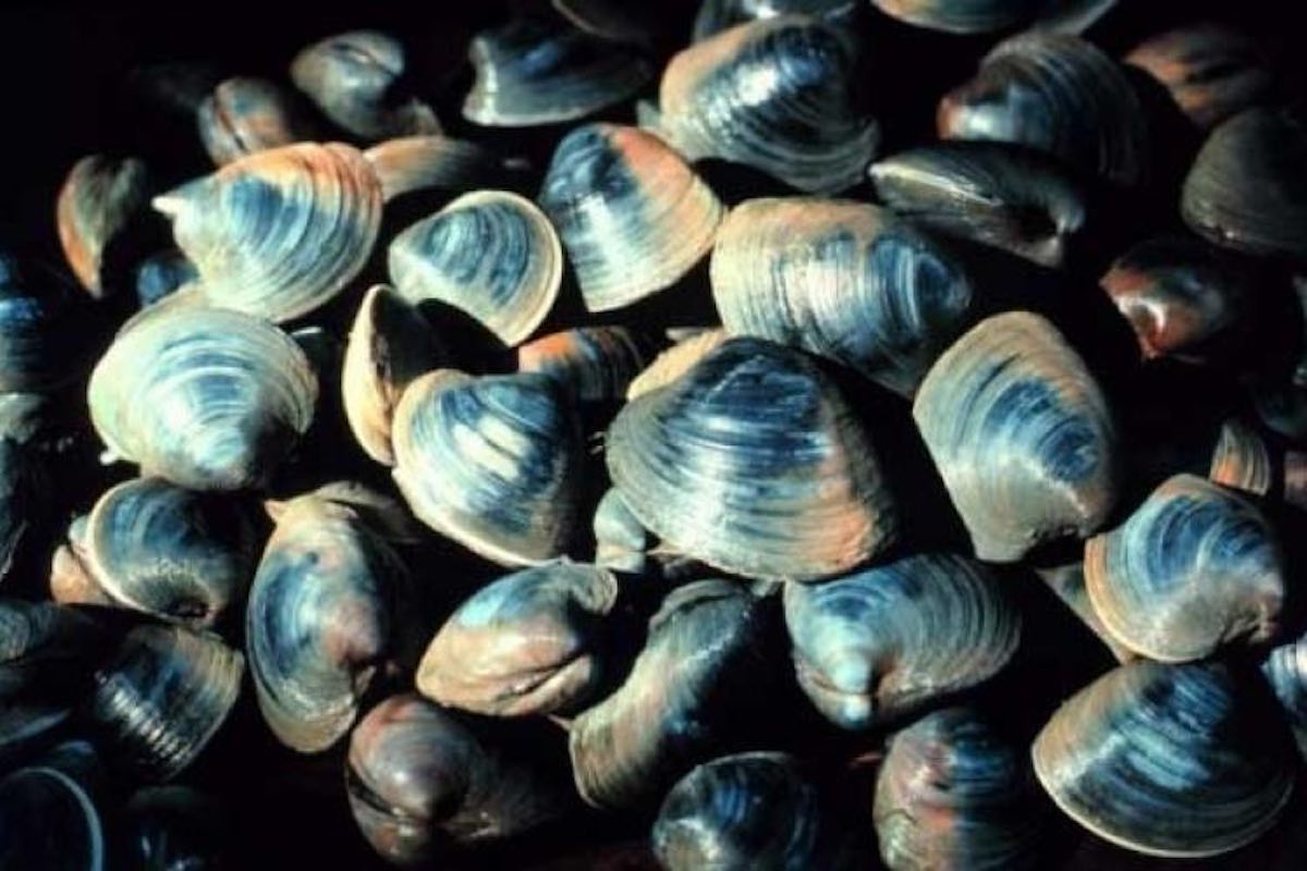 ocean quahog clam