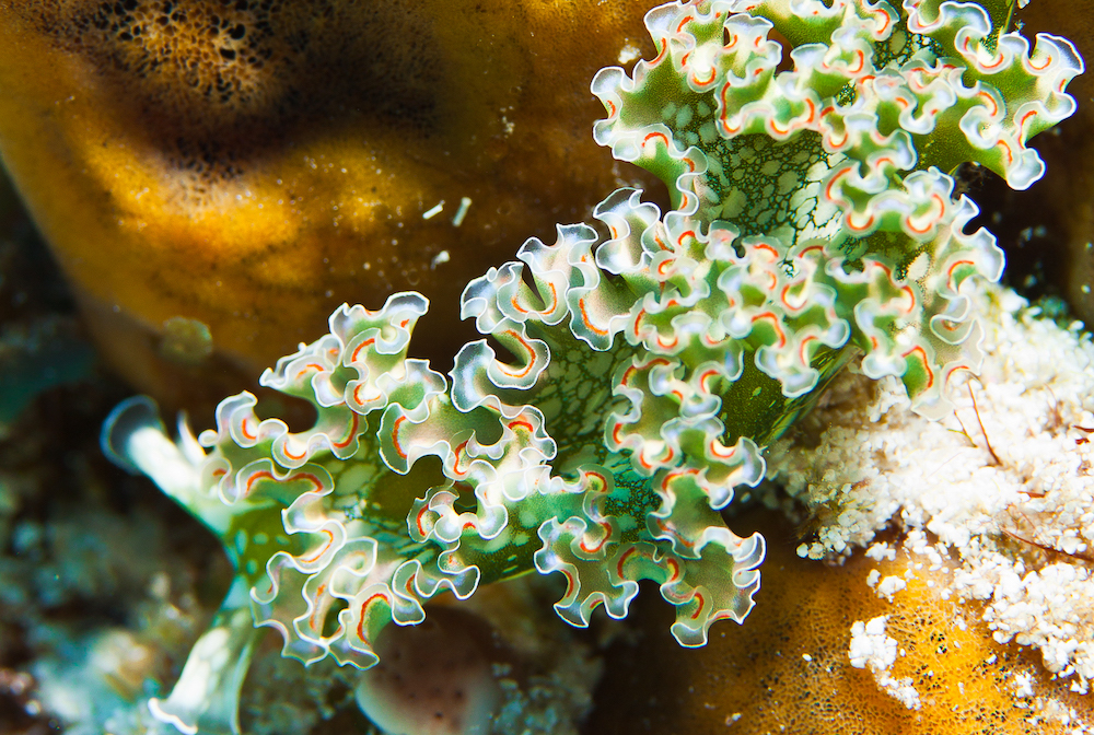 Green and White Sea Slug