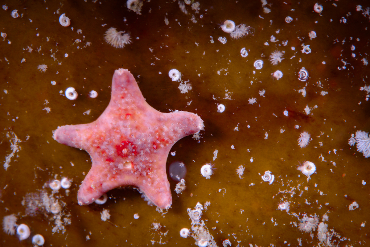 Sea Star