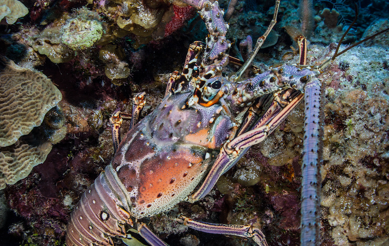 Lobster in the ocean