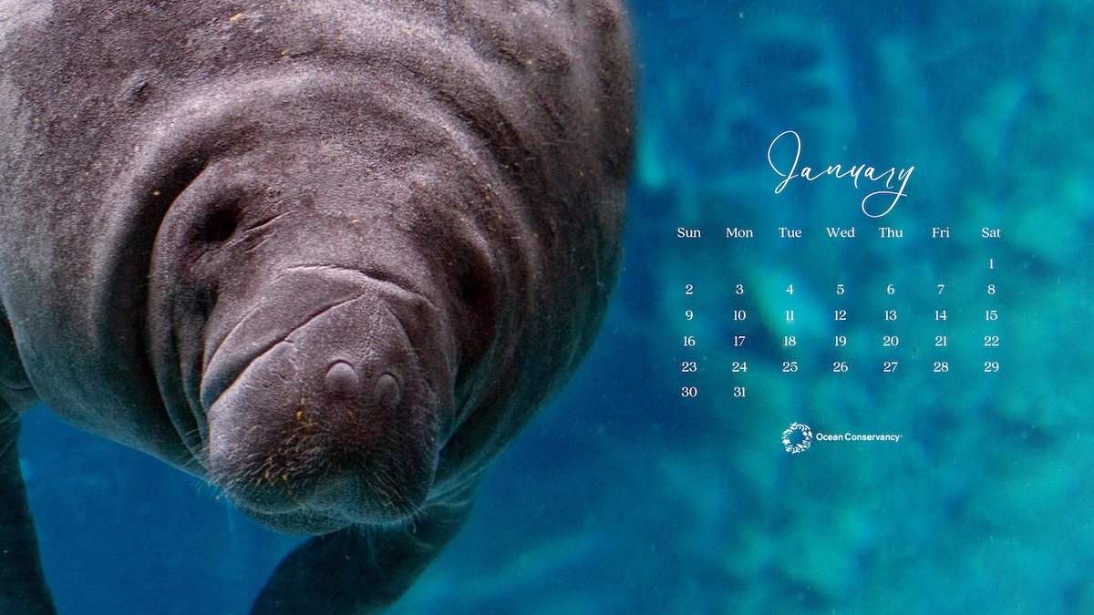 Manatee desktop wallpaper