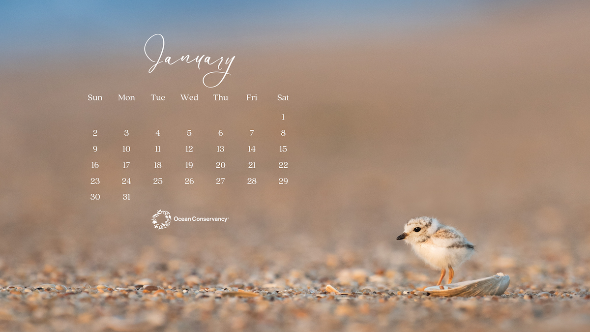 Plover Desktop Wallpaper