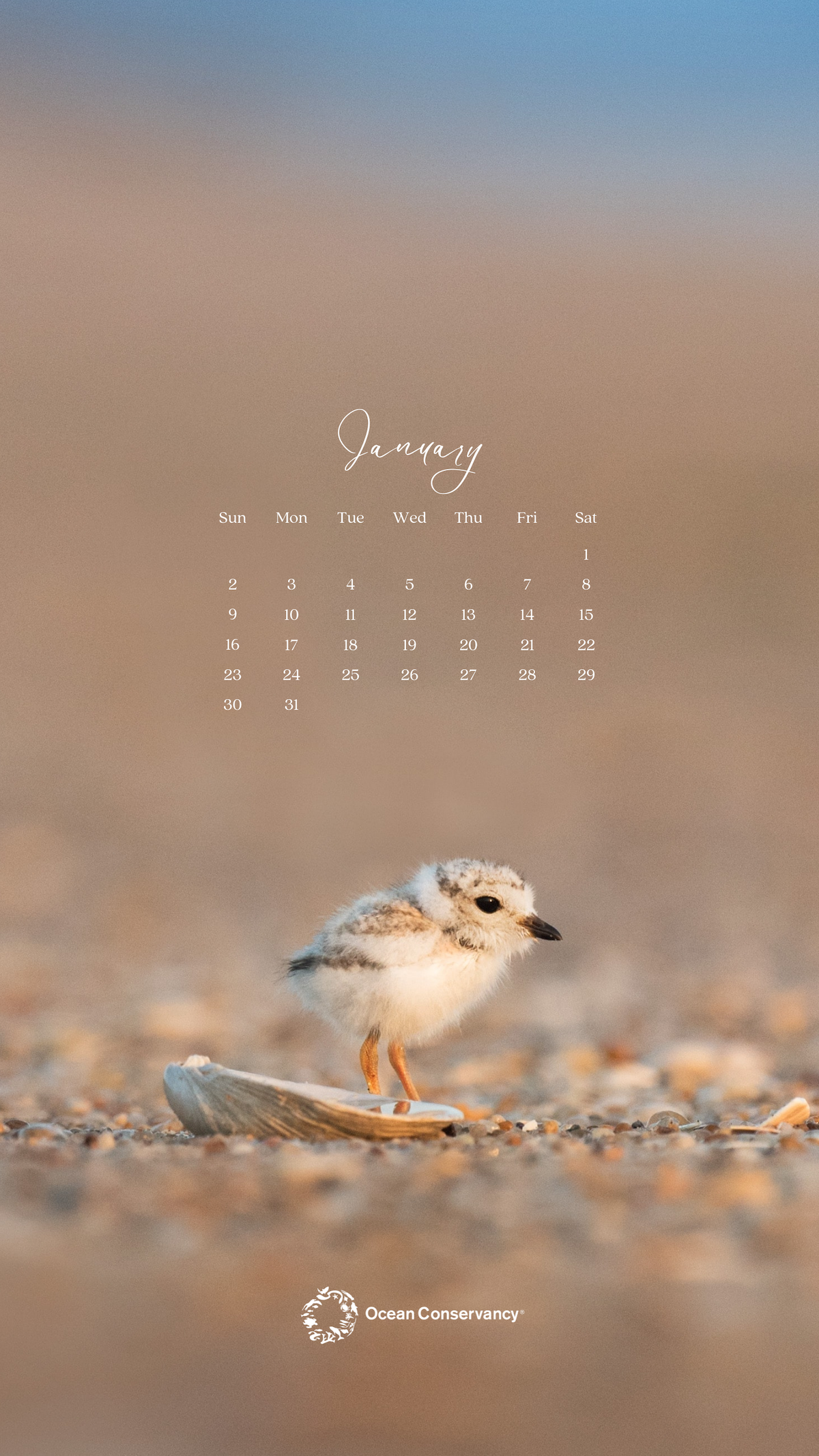 Shorebird Mobile Wallpaper