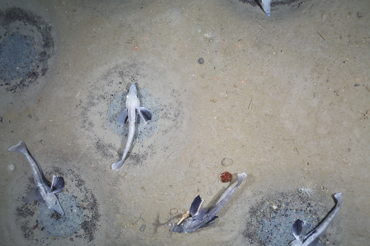 Icefish in the ocean