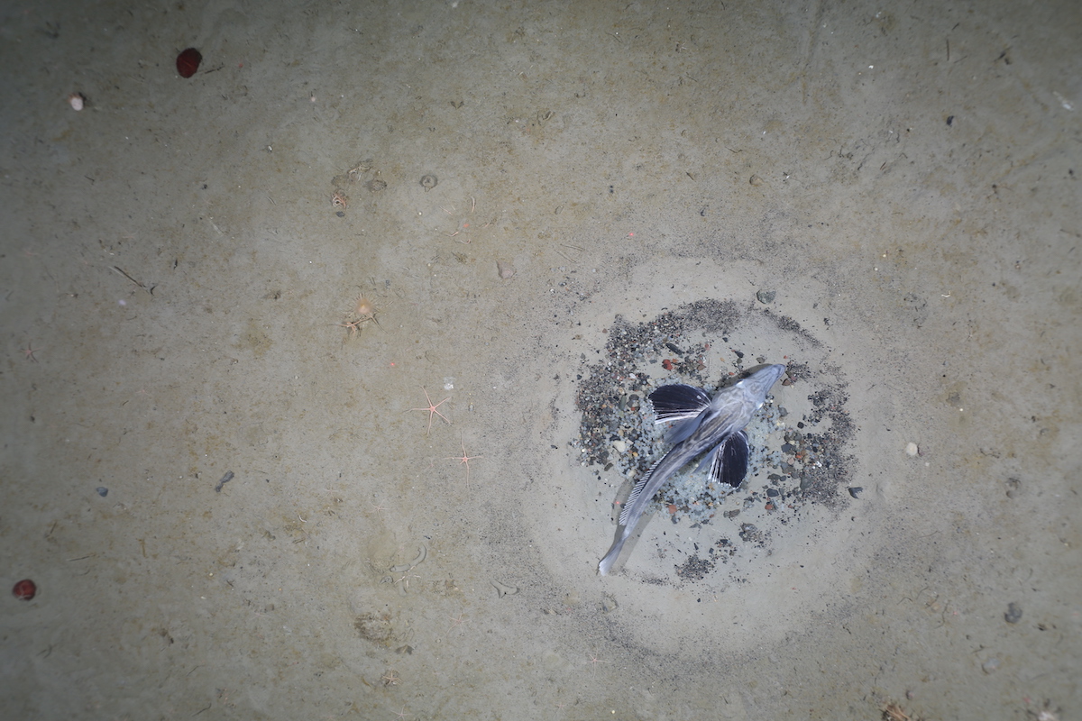 Icefish in the ocean