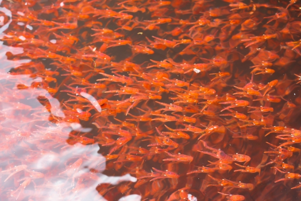 Lots of lobster krill in the sea water New Zealand