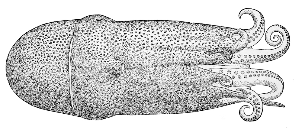 Seven Armed Octopus illustration