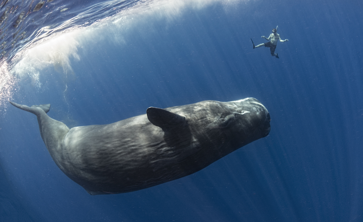 All About Sperm Whales Ocean Conservancy