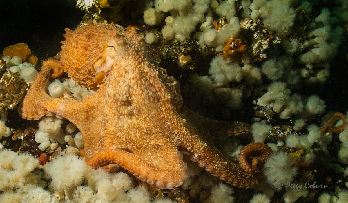 Giant Pacific Octopus