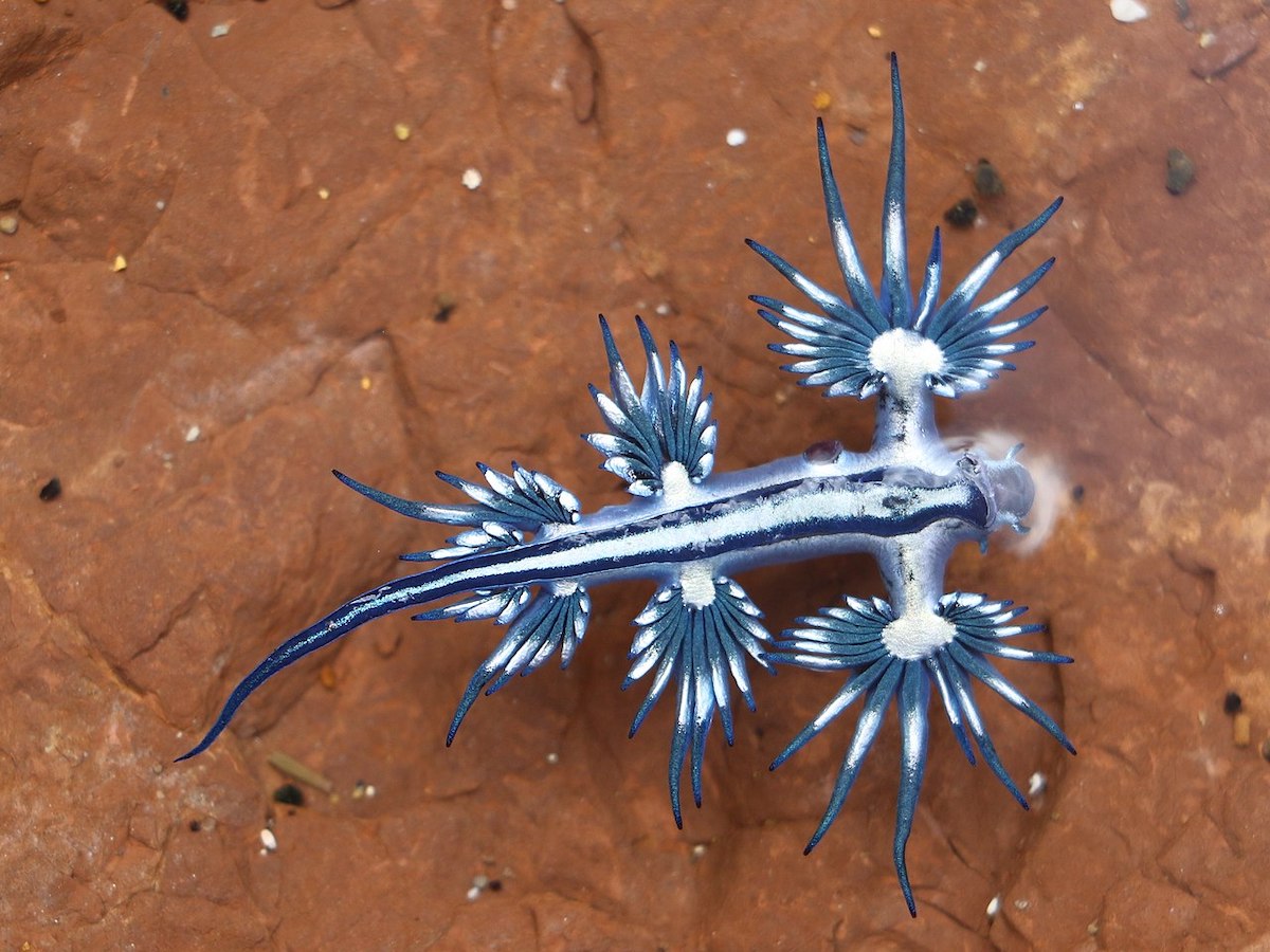 Meet the Blue Dragon - Ocean Conservancy