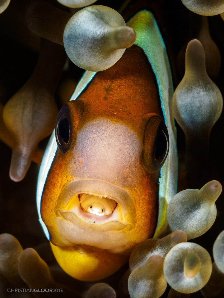 Tongue-Eating Louse inside Clown Fish