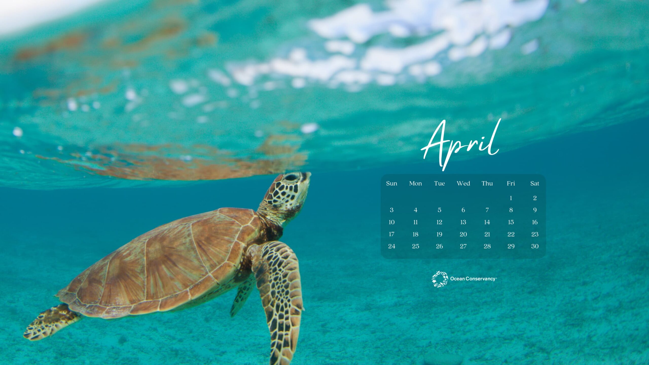 April Wallpapers Sea turtle