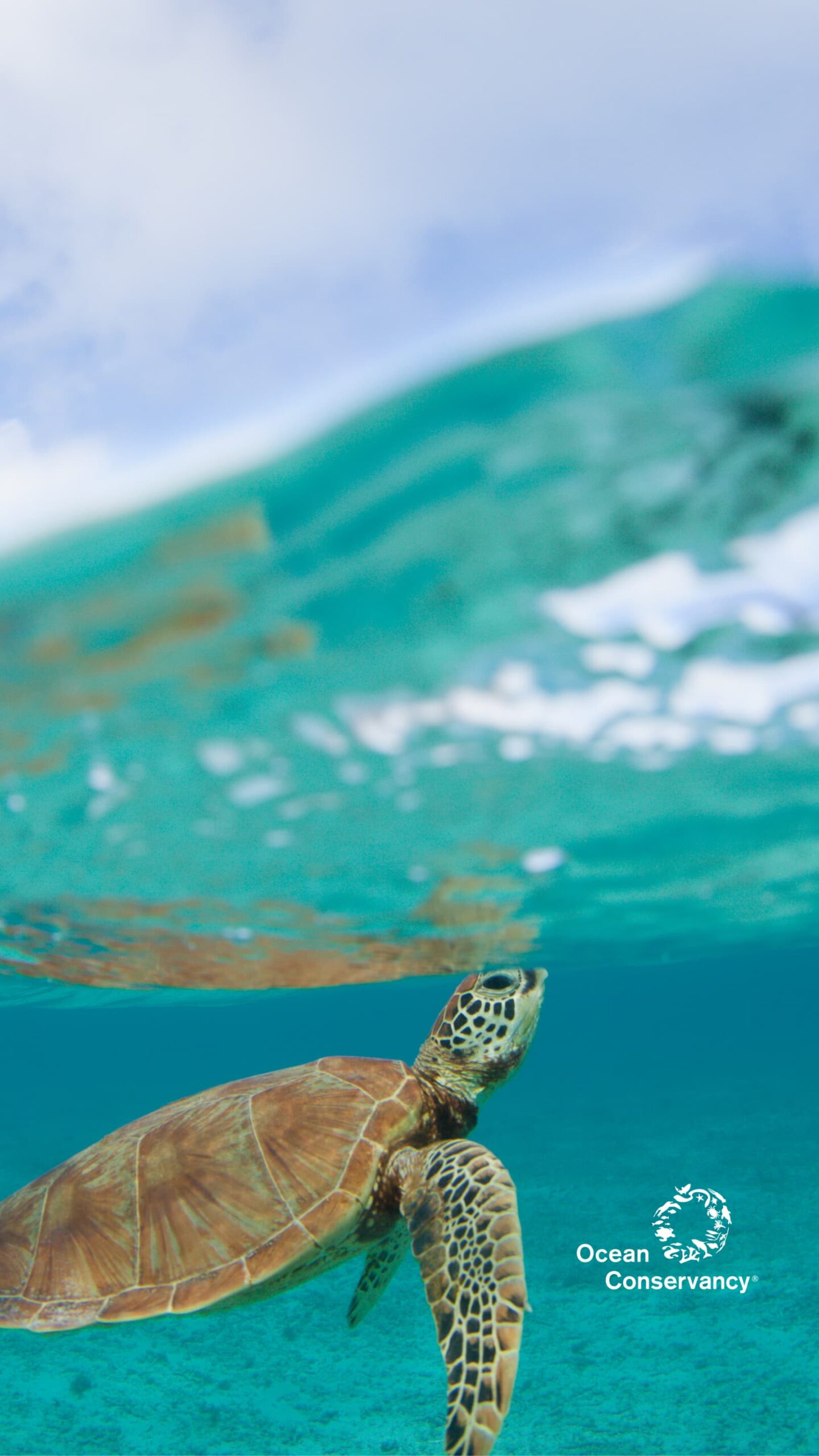April Wallpaper Sea turtle