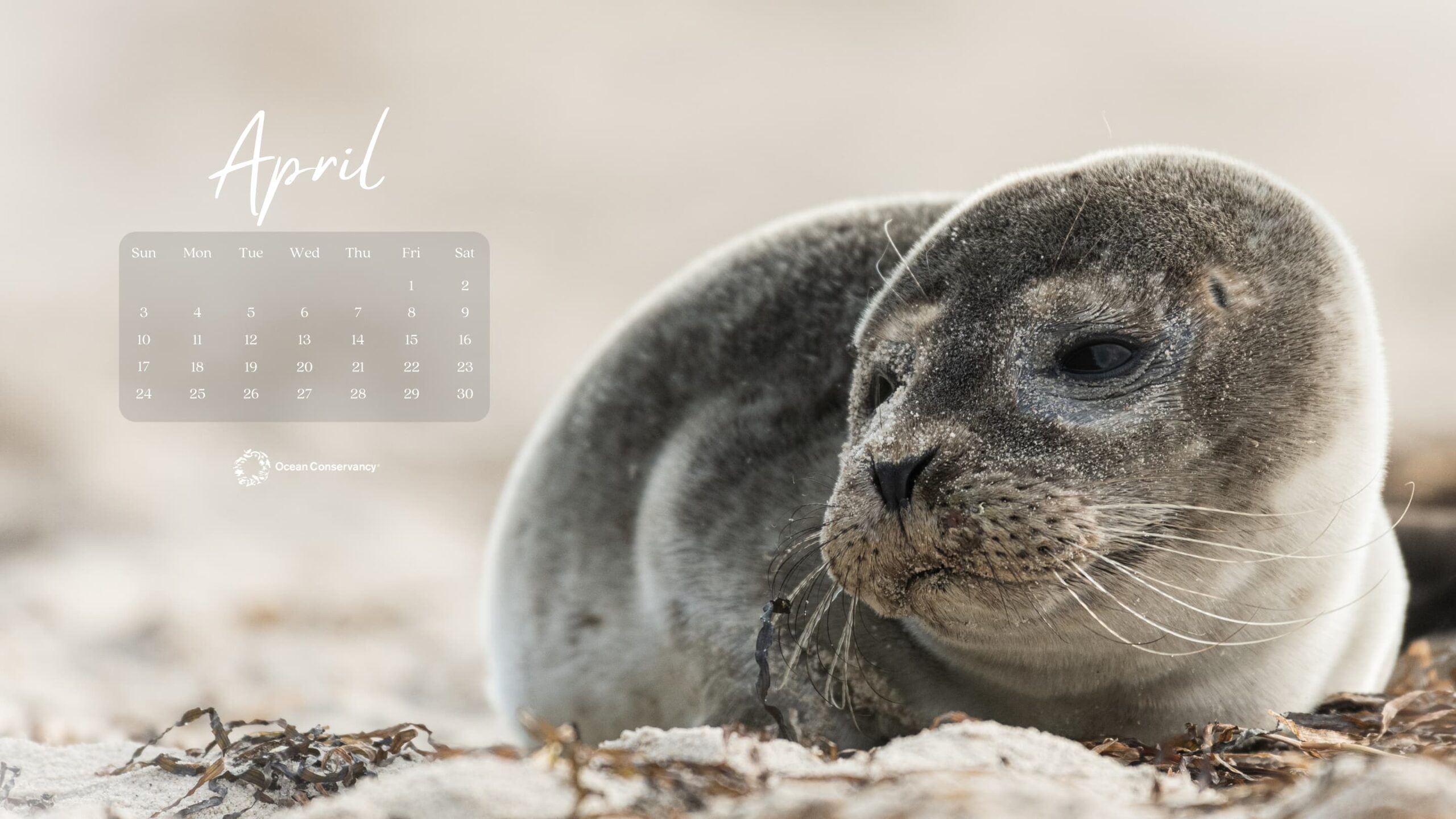 April Wallpapers Seal