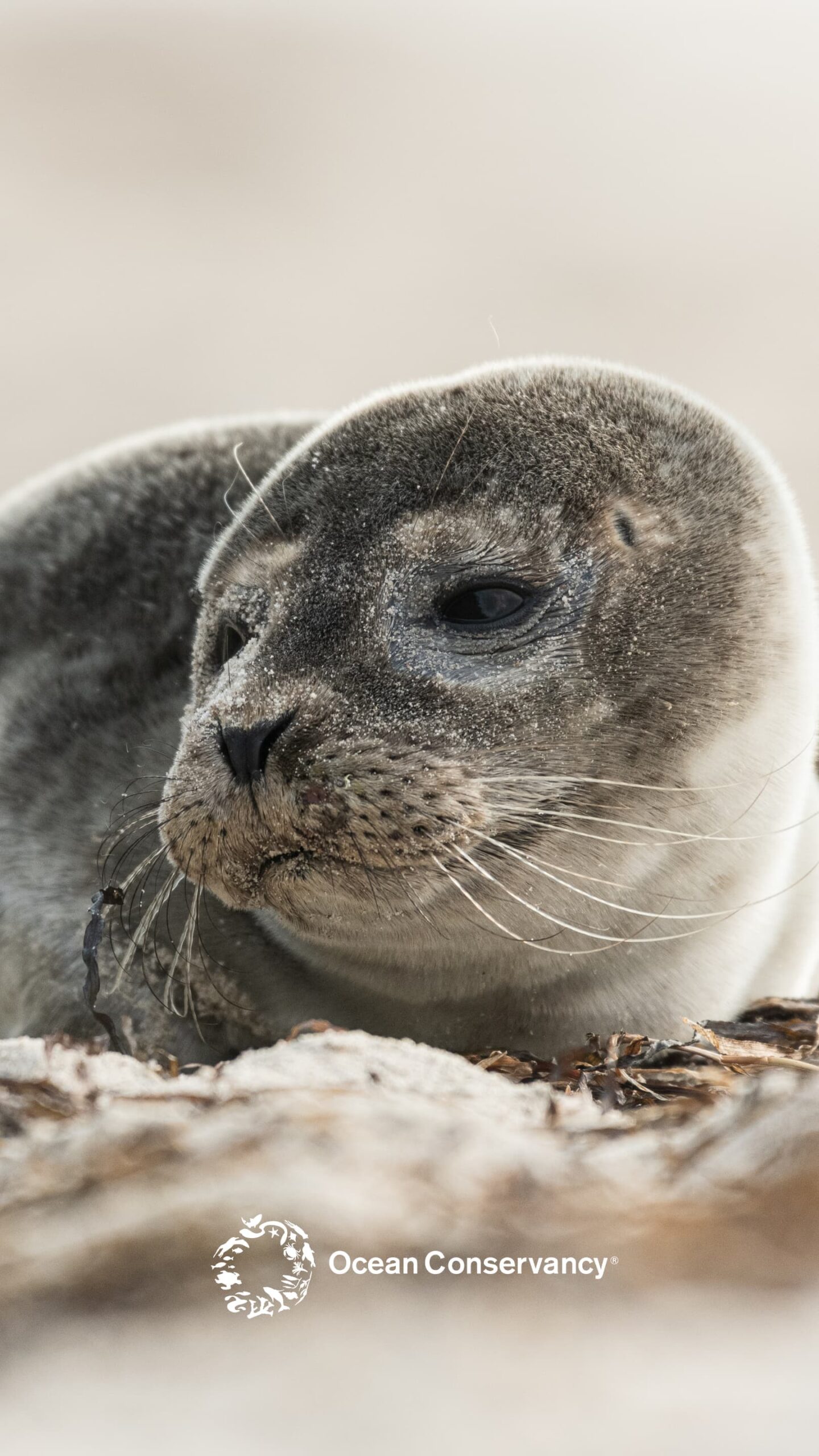 roobciopphotos via Canva.comMobile 3-2