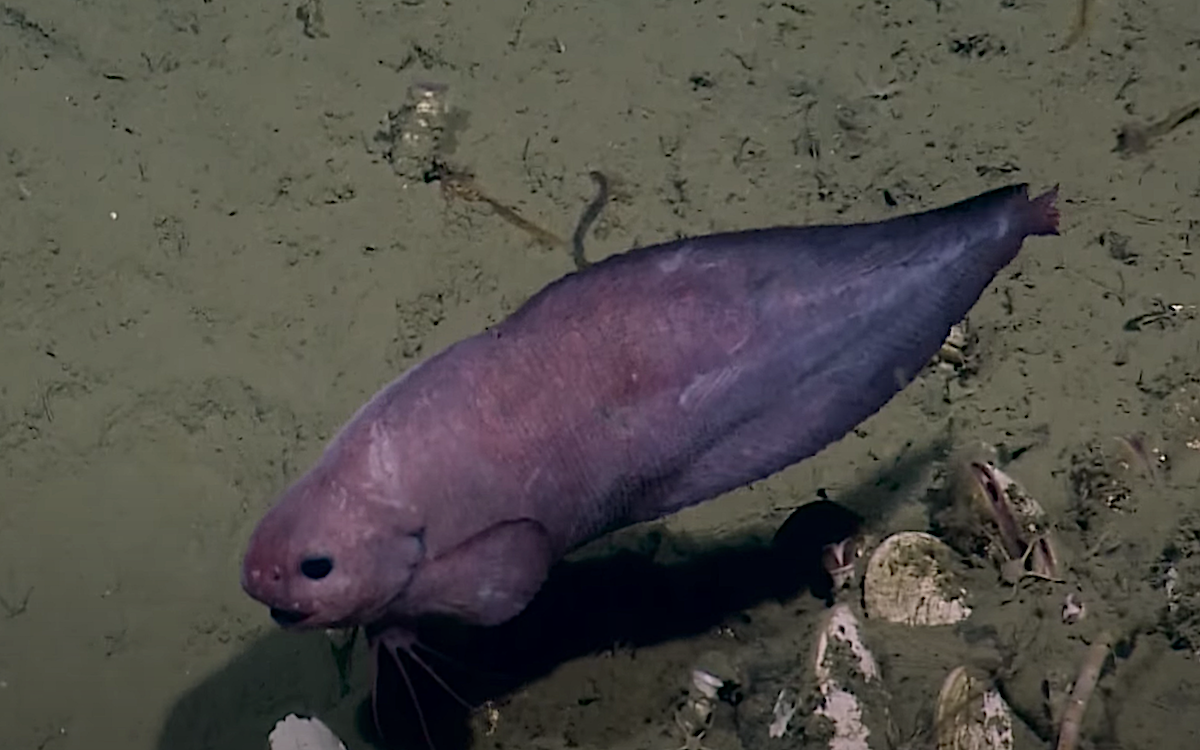 What Do Blobfish Look Like Underwater & Under Pressure? - A-Z Animals