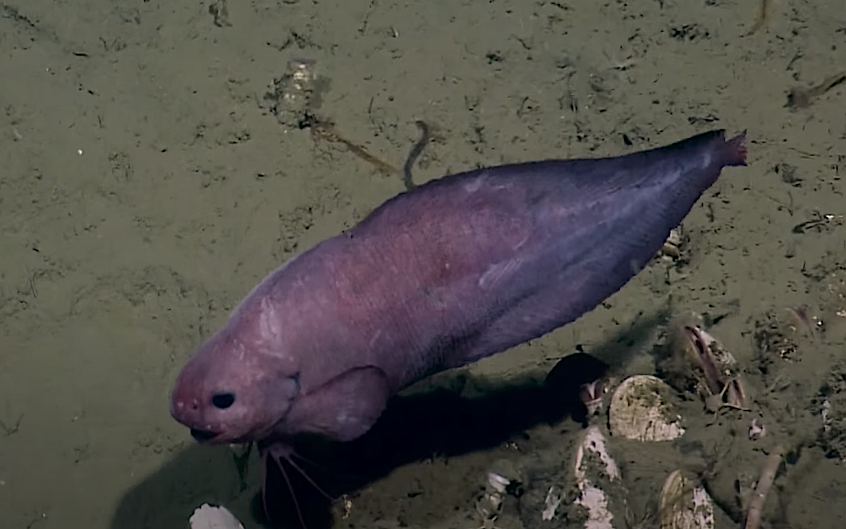 Why do blobfish get all melty when pulled out of the water but not