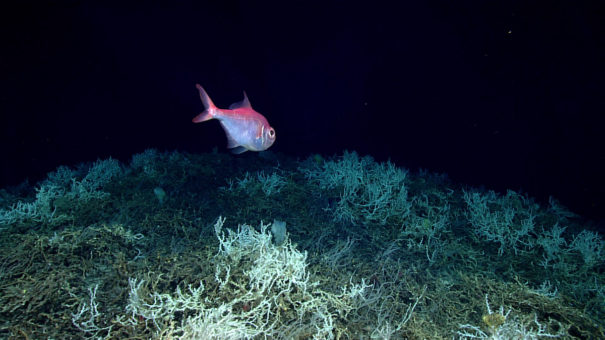 Alfonsino fish (commercially important species) swimming over a field of Lophelia pertusa. Cold Water Corals