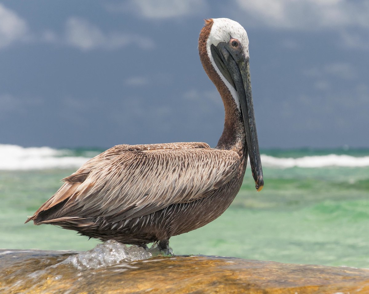 Brown pelican perched on a rock