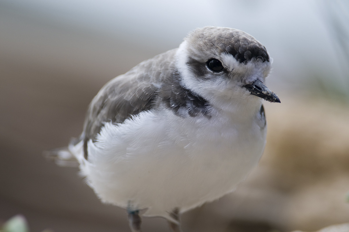 A snowy plover perched