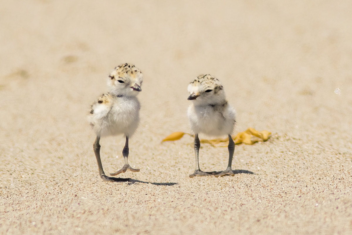 Sea Birds to See in Florida