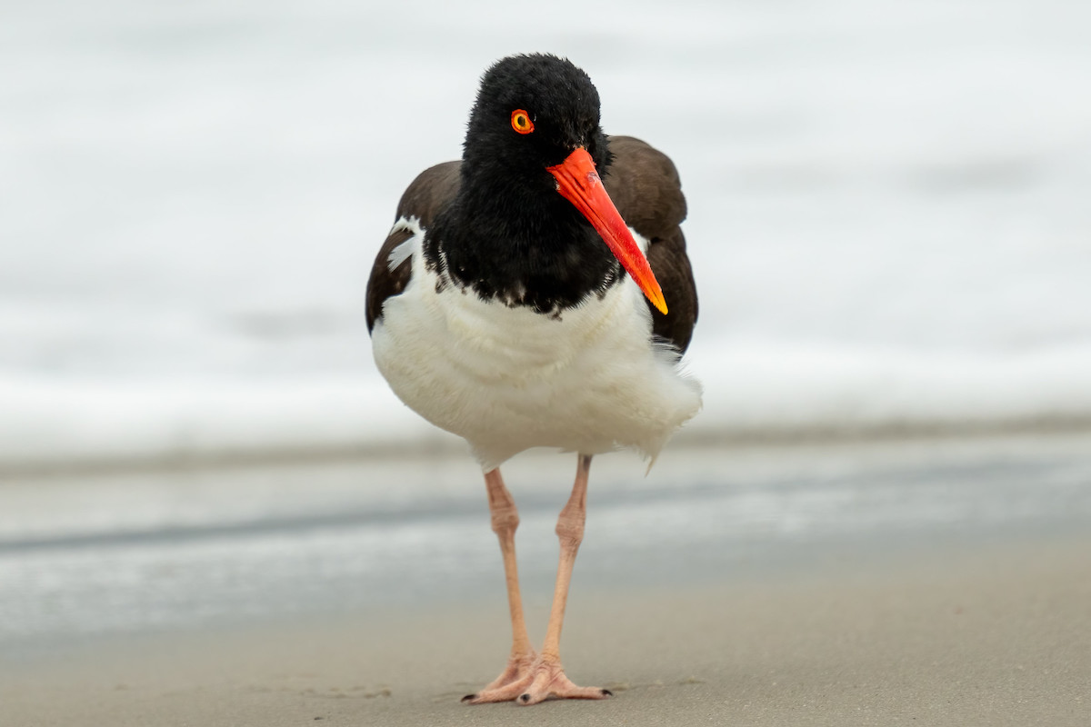 An American Oystercatcher walking on the beach sand