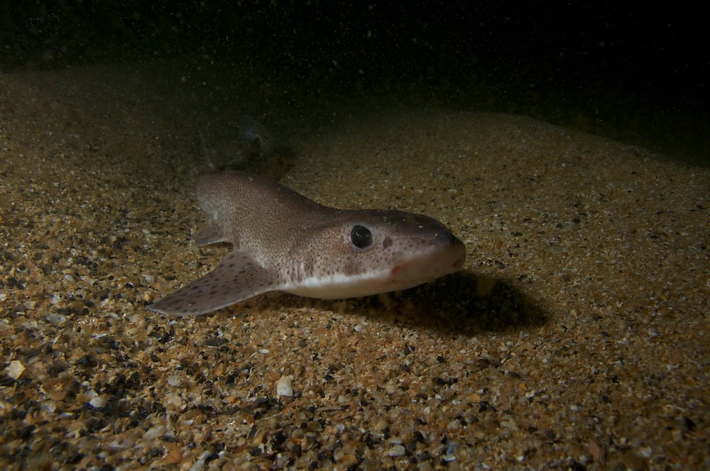 everything-you-need-to-know-about-dogfish-ocean-conservancy