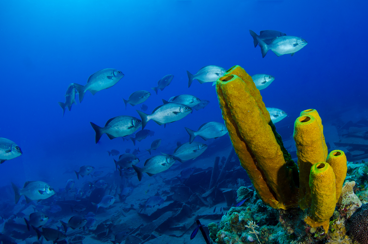 Sponge in the ocean with fish swimming by