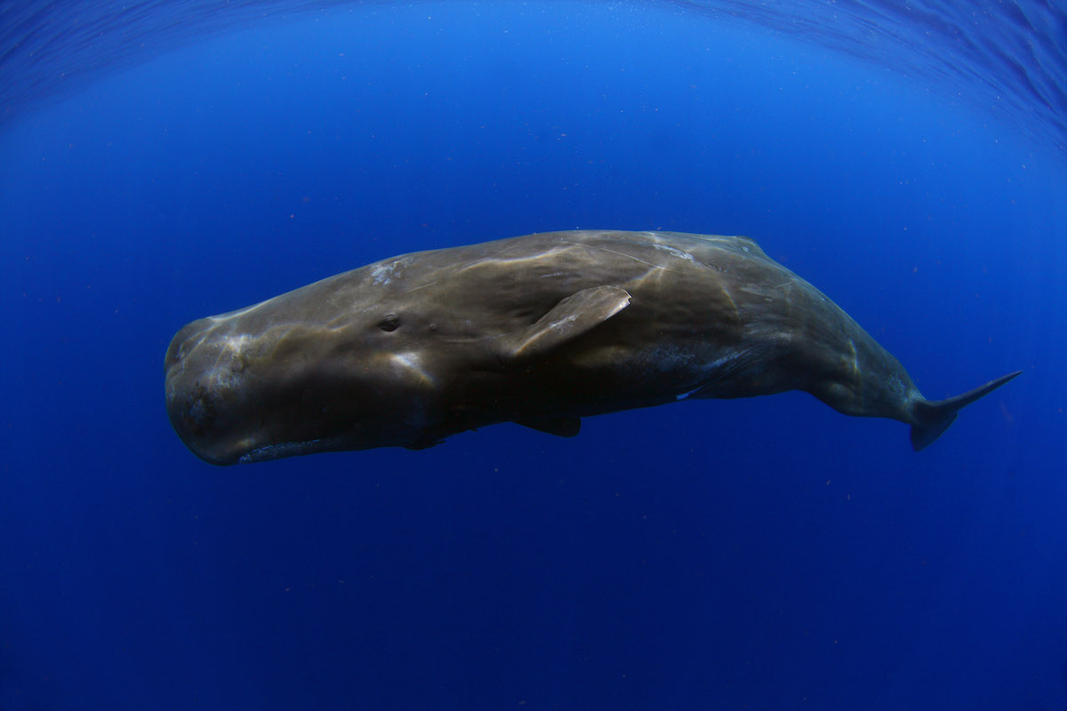 Sperm whale in the ocean