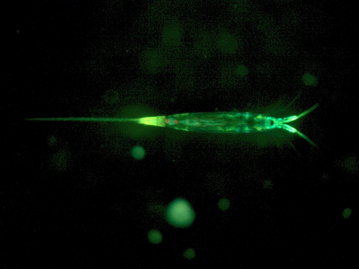green Plankton