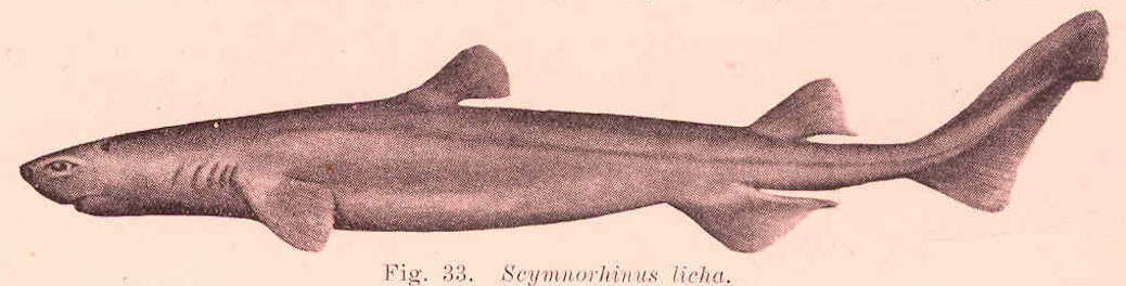 Kitefin Shark Illustration