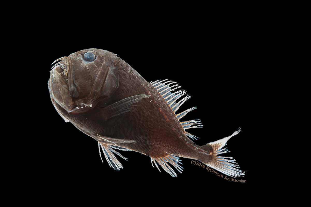 Ultra-black Fish in black water