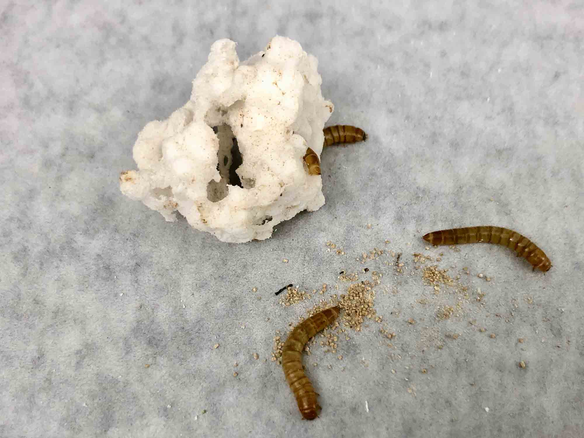 How Much Plastic Do Mealworms Really Eat?