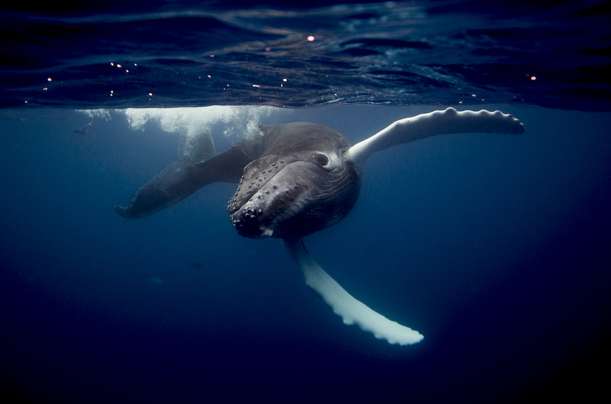 How Are Ocean Animals Impacted by Plastics?