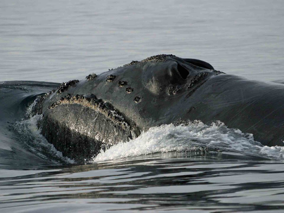 How Can We Protect the North Pacific Right Whale?