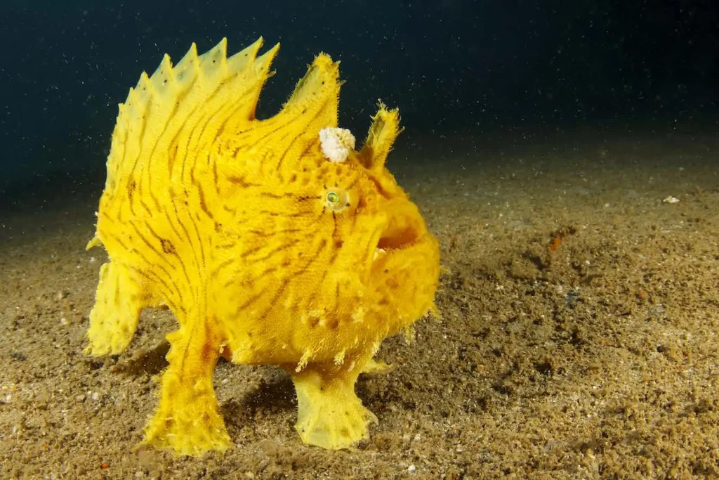 Camouflage Frogfish in the ocean