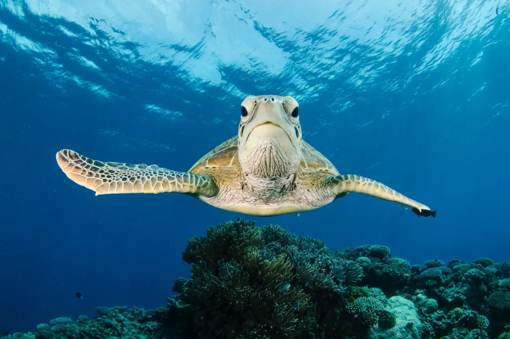 A sea turtle affected by plastics looks a the camera