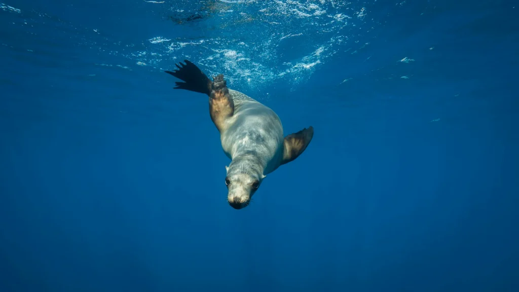 A sea lion looks at the camera under the sea puns